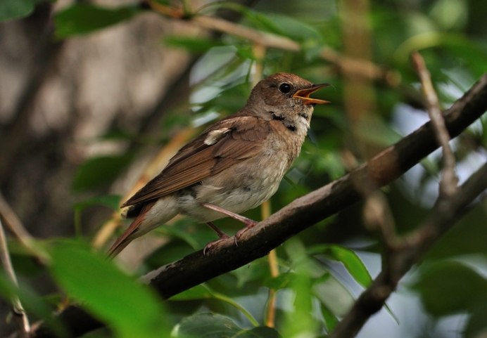 Певчие птицы