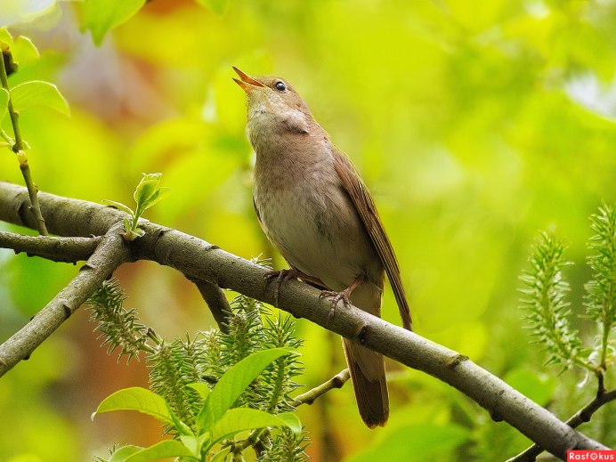 Дальневосточный Соловей