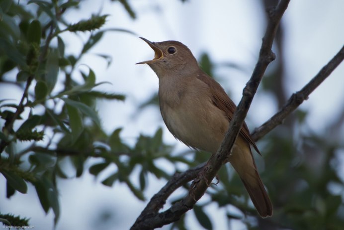 Певчие птицы Соловей