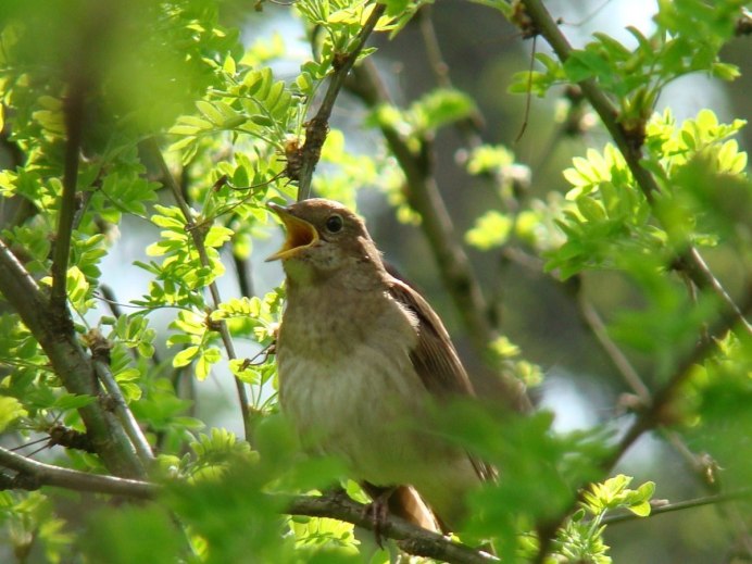Соловей фото птицы