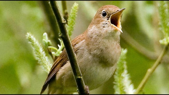Певчие птицы Соловей