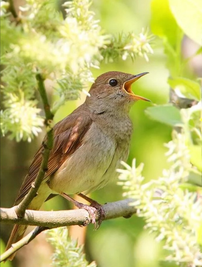 Соловей птичка певчая