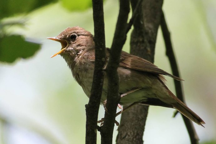Соловей в лесу