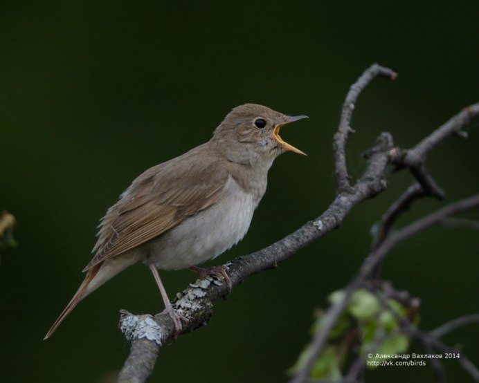 Птицы весной в лесу