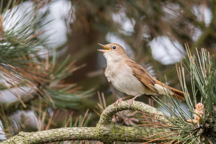 Черногорлый Соловей