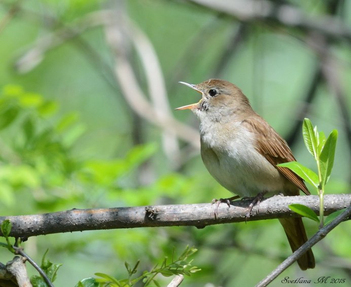 Соловей поет