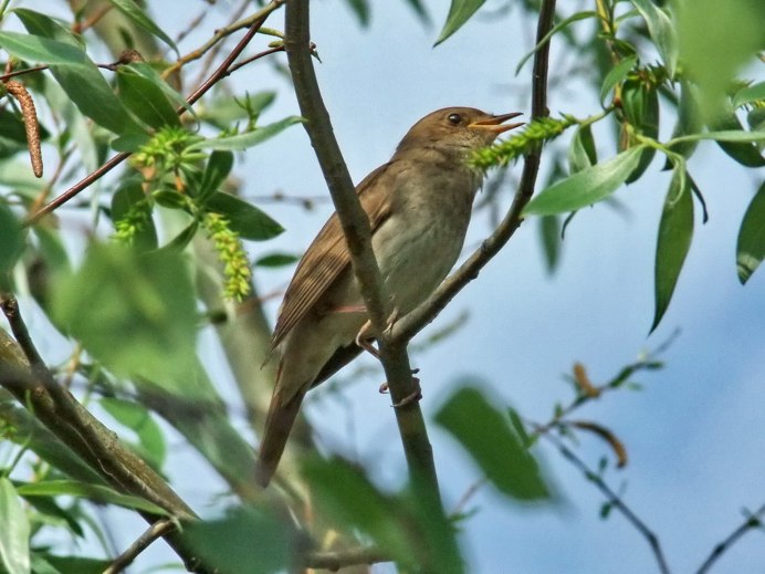 Птицы в весеннем саду