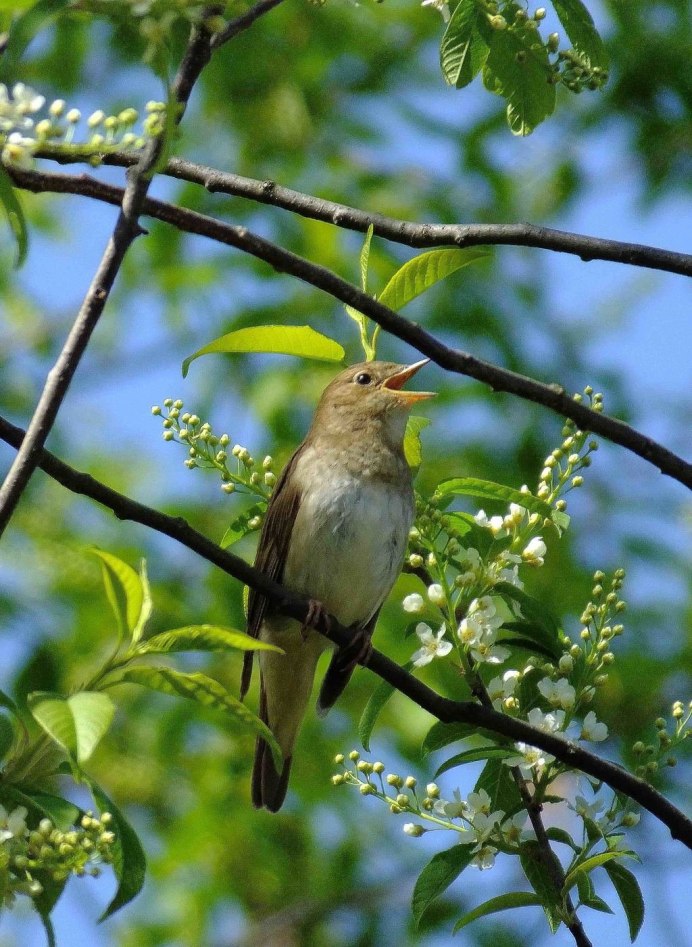 Соловей в лесу