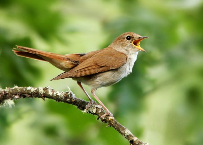 Удмуртия Соловей птица