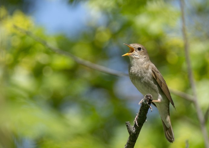 Соловьи прилетели