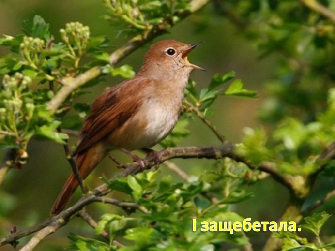 Певчие птицы в лесу
