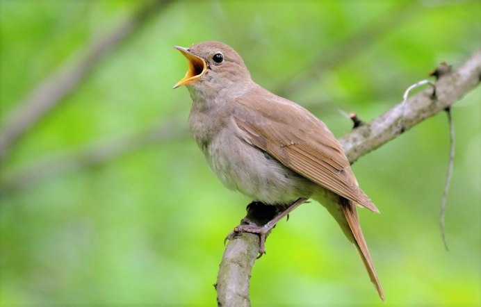Соловей поет