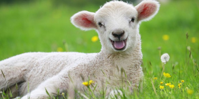 Кудрявая Овечка