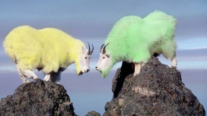 Овечка дикое животное