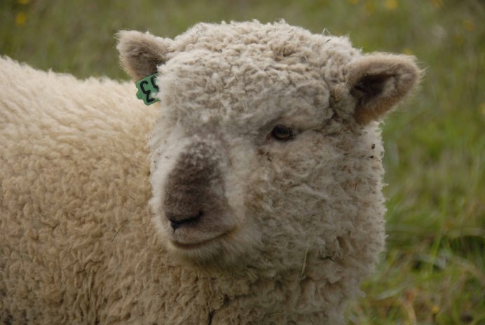 Ягненок и жёлтые цветы