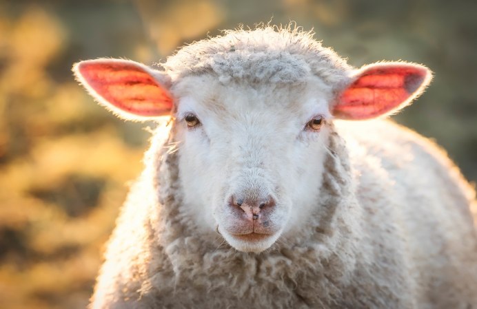 Овечка светлая