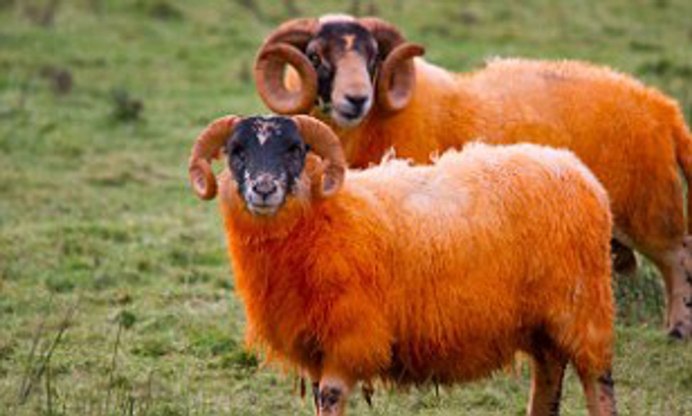 Рыжий козел