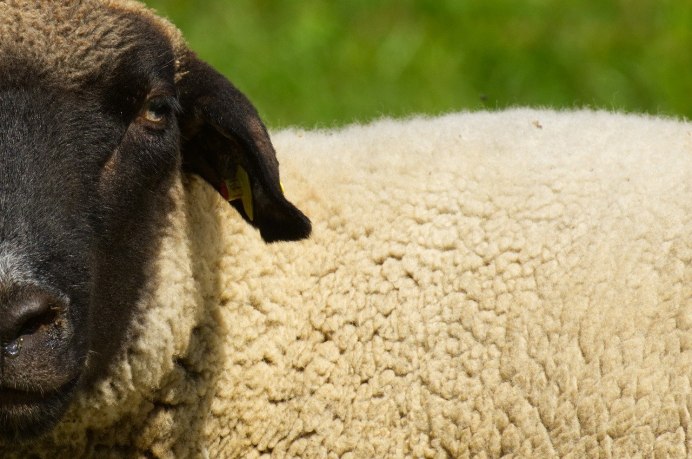 Альпаки в сафари парке