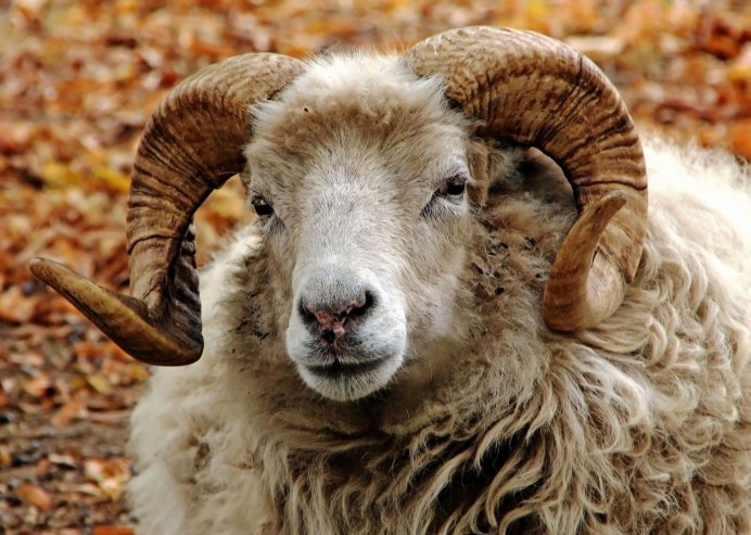 Овечья морда
