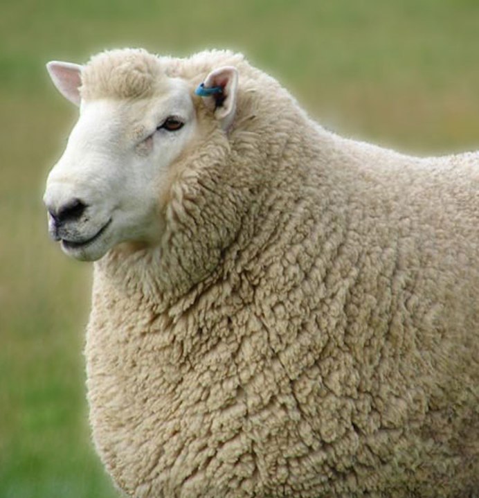 Желтая Овечка