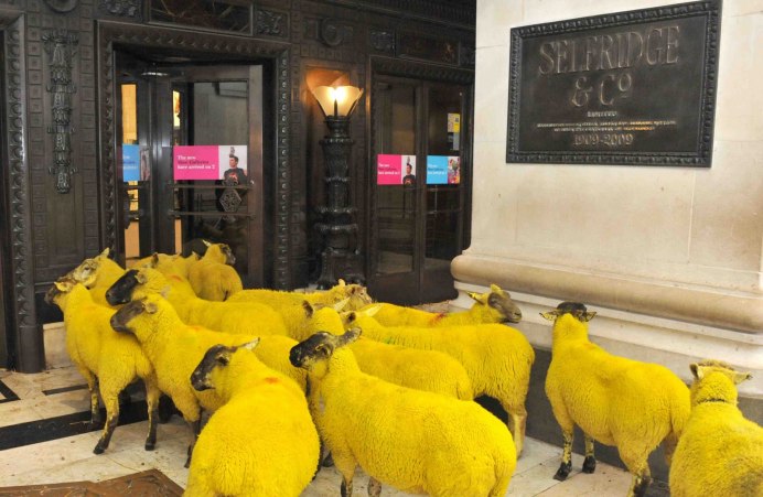 Желтая коза