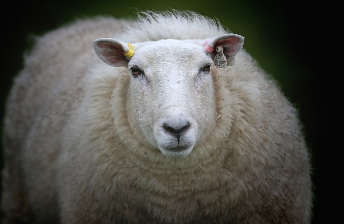 Ярка Овечка