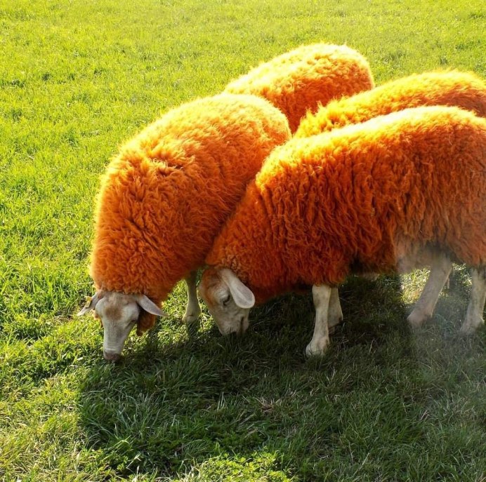 Кудыкина гора оранжевые овцы
