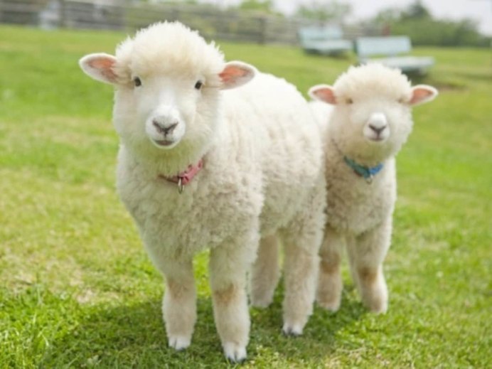 Овцы и козы