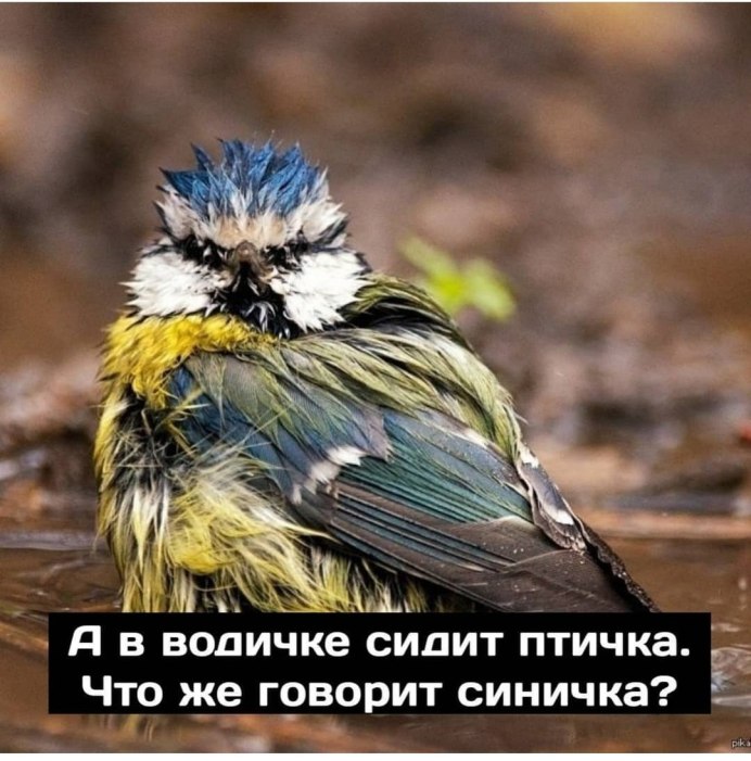 Свирепые птицы