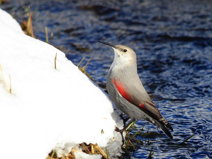 Wallcreeper Bird