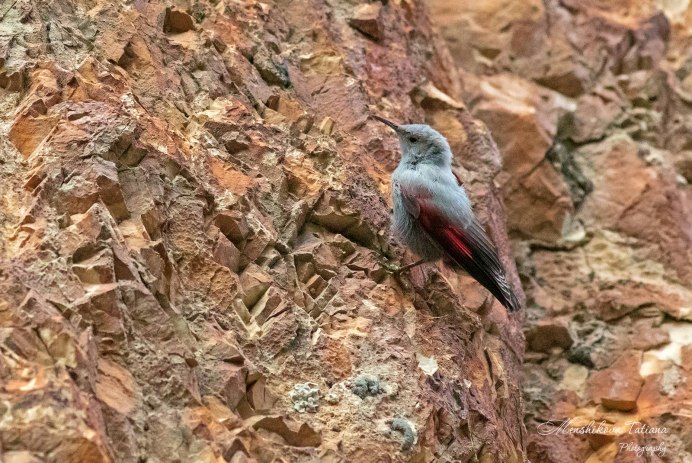 Стенолаз (Tichodroma muraria)