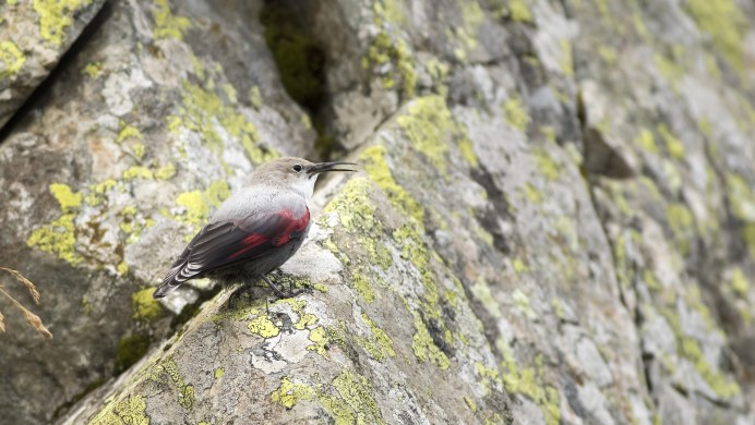 Wallcreeper