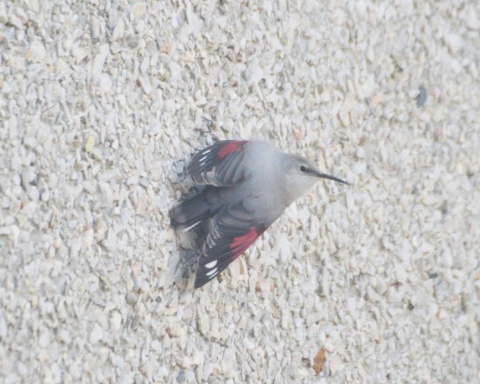 Wallcreeper Bird