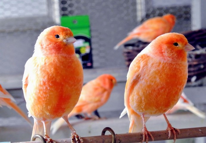 Канарейка дома