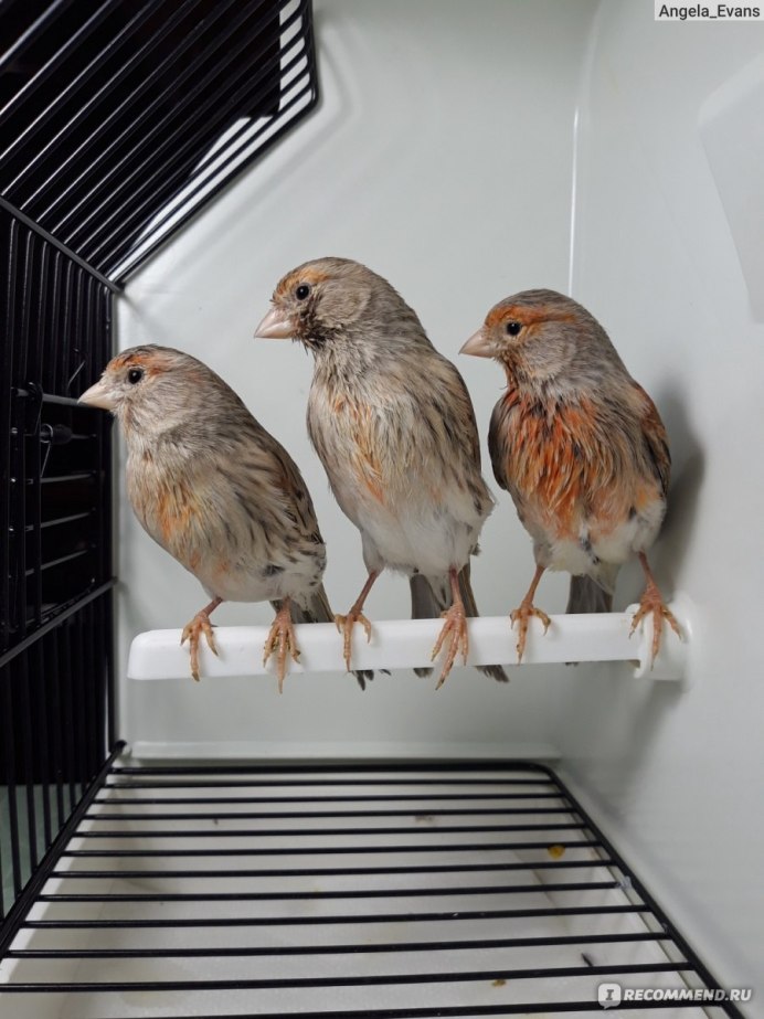 Коралловый кенар