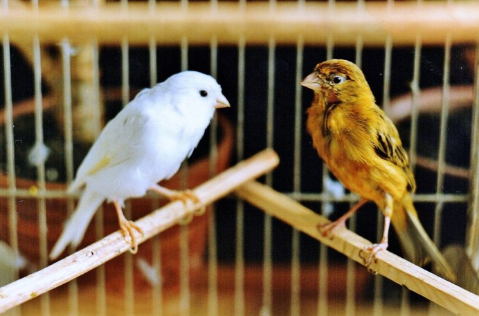 Желтая канарейка и кот си