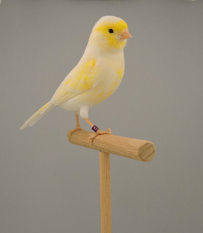 Кенаря муаровые