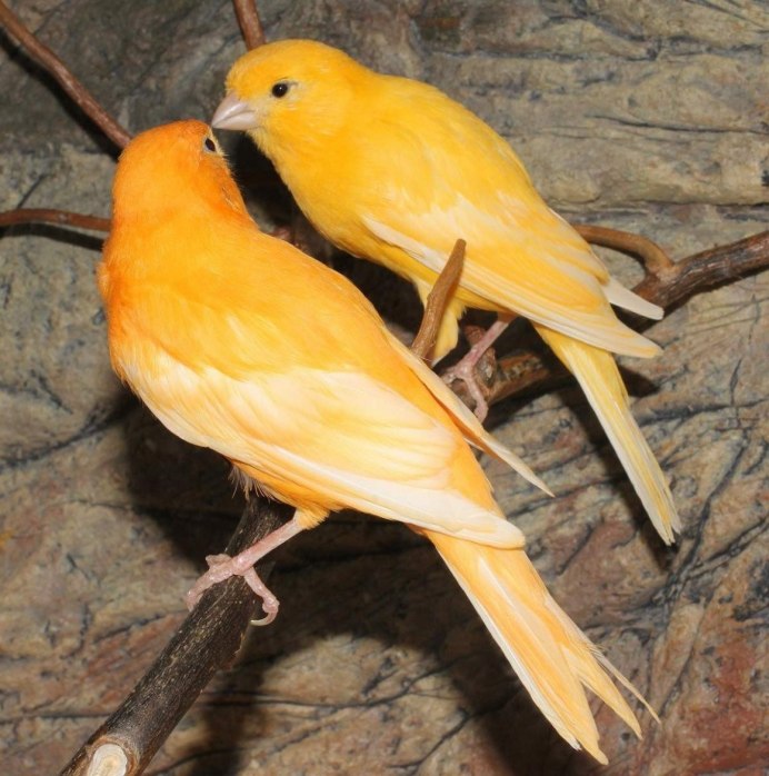 Канарейка бордер