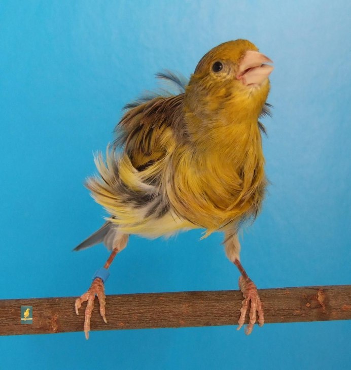 Курчавая канарейка Фиорино