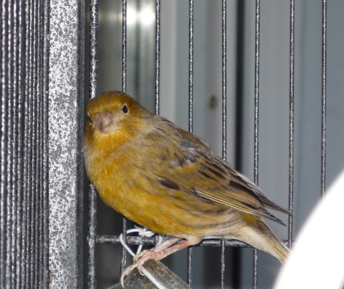 Кенар птица