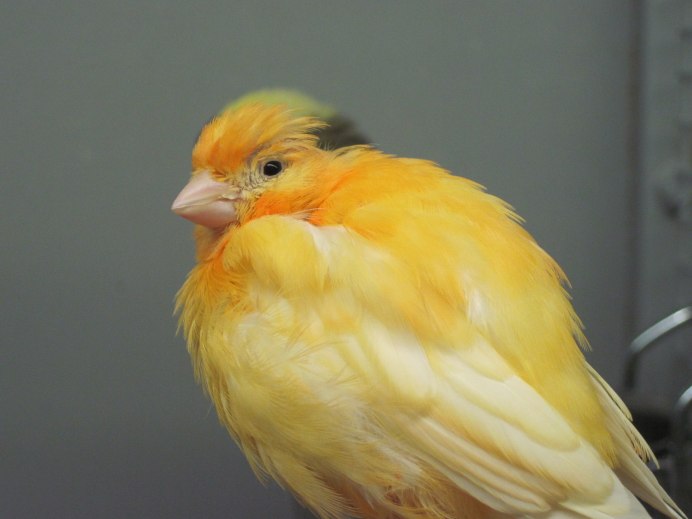 Canary - канарейка