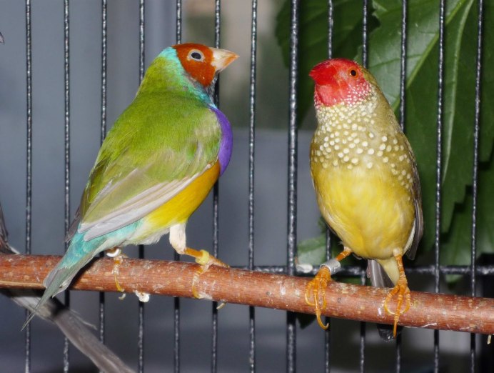 Красный мозаик канарейка