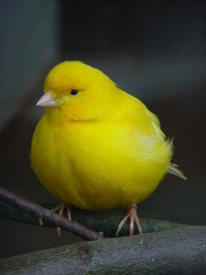 Оранжевый кенар