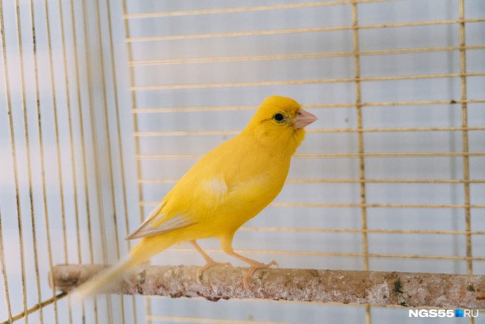 Канарейка зеленая
