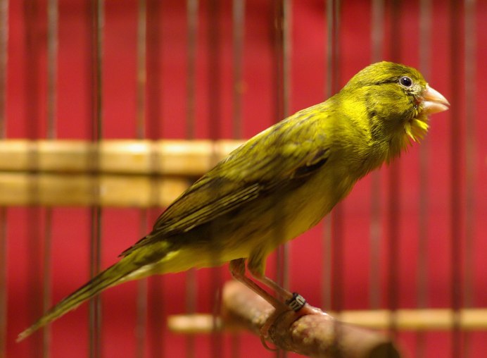 Голландская канарейка