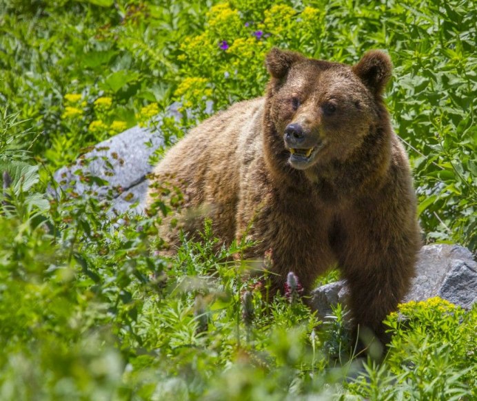 Иберийский бурый медведь