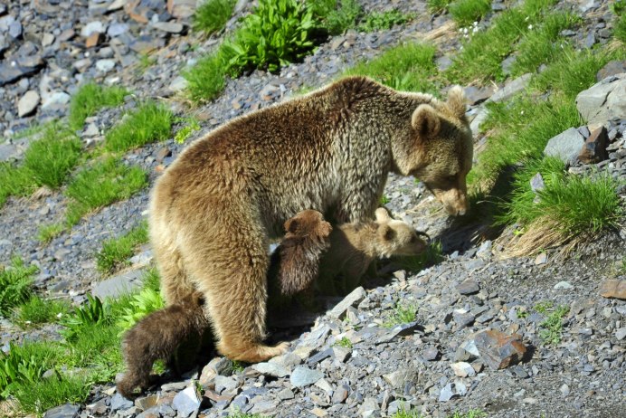 Кавказский заповедник бурый медведь