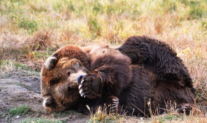 Кавказский бурый медведь