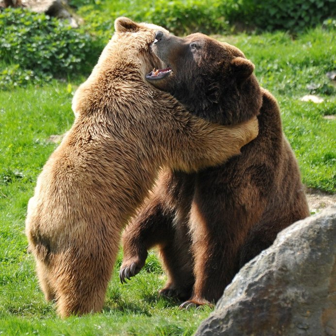 Медведи в Московской области