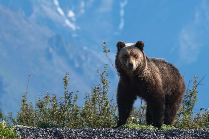Кавказский заповедник бурый медведь